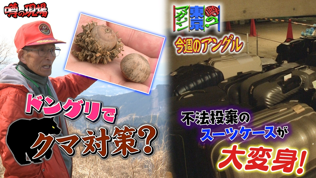 挑戦！ドングリでクマを山に戻す