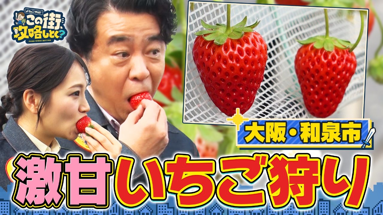 【大阪・和泉市】春だ！イチゴだ！果実王国の街でイチゴ食べまくり
