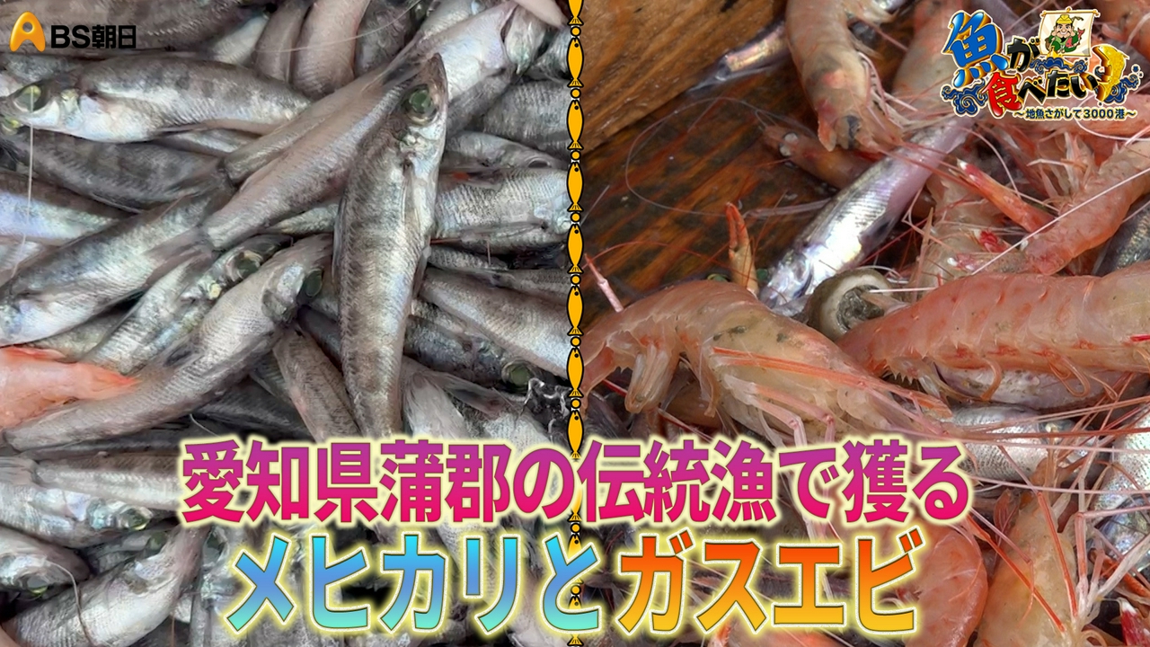 トリガイ漁にメヒカリ漁！いつ帰れるかわからない!?