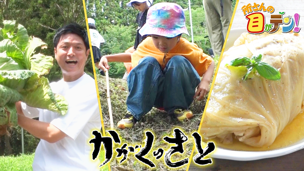 巨大キャベツを収穫!&かがくの里で子供たちと自然観察会開催!
