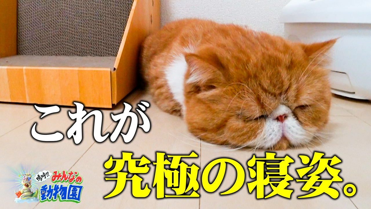 ビビり&シャー猫急成長&Snow Man参戦SP