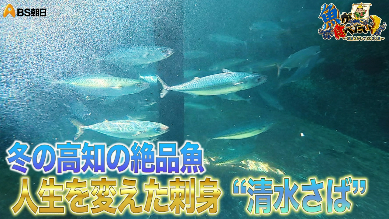 高知県のブランド・清水さば！絶品の理由とは？