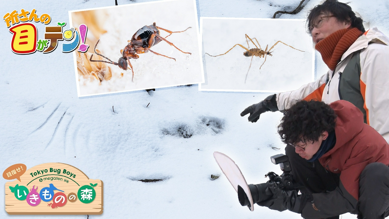 嬬恋村いきものの森でニッチな戦略の昆虫&フクロウの痕跡発見!