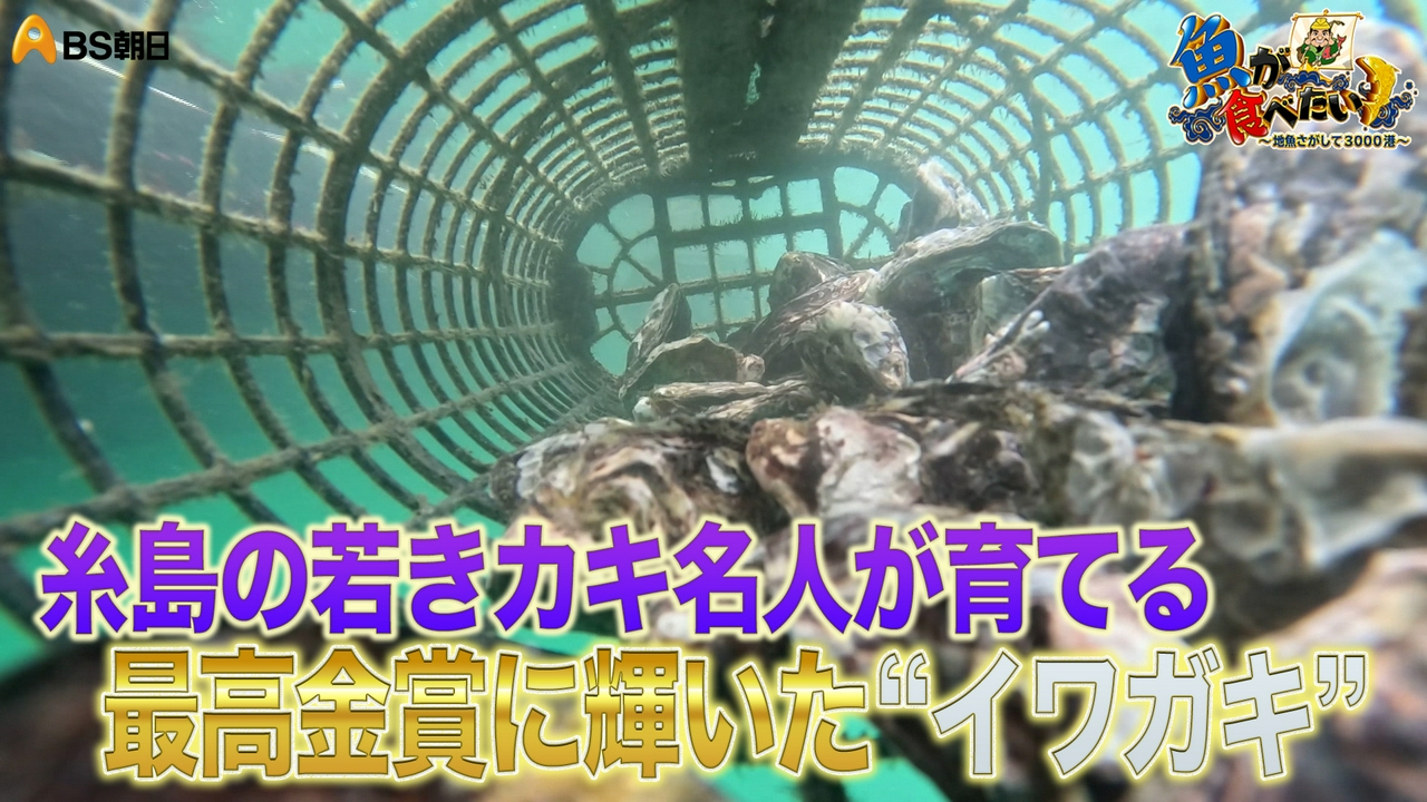 玄界灘のサワラ漁と若き名人のカキ養殖に密着！