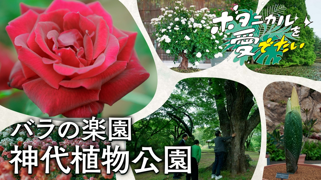 神代植物公園