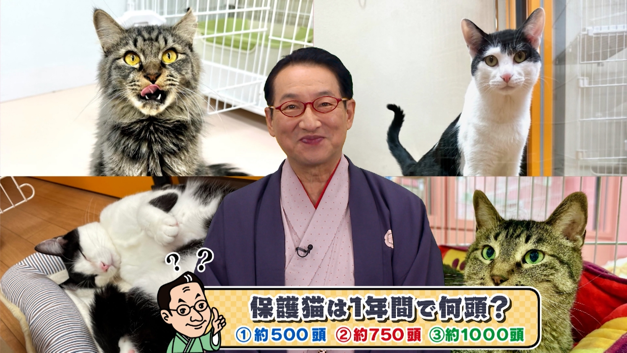 おとな猫を家族に迎えてみませんか