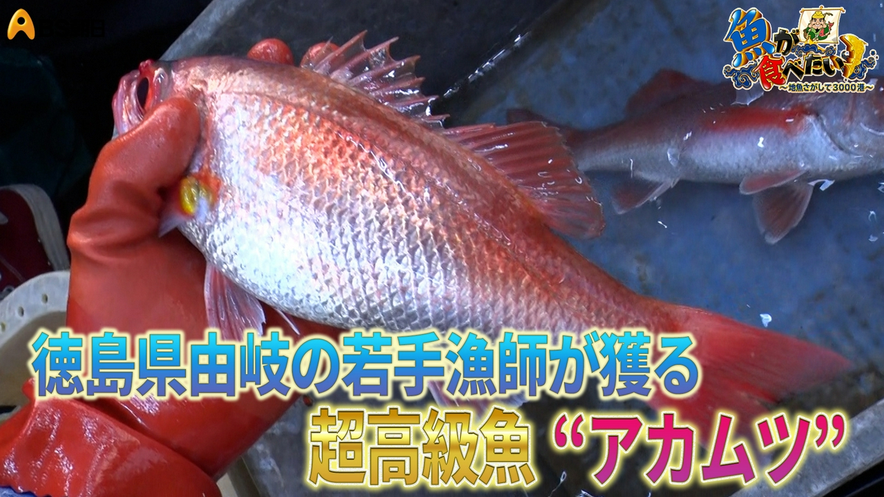 徳島の若手漁師軍団“由岐若衆” に密着！