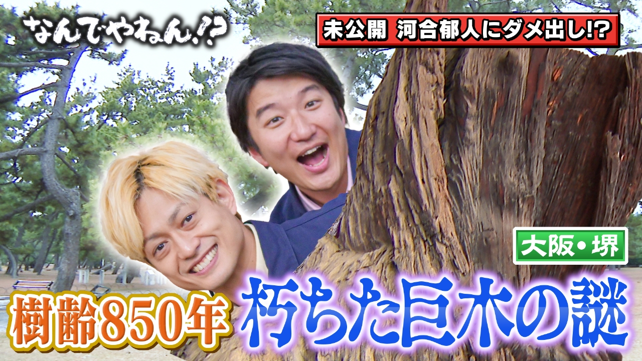 大阪・堺市に“かわいそうな850年の木”があるのなんでやねん！？