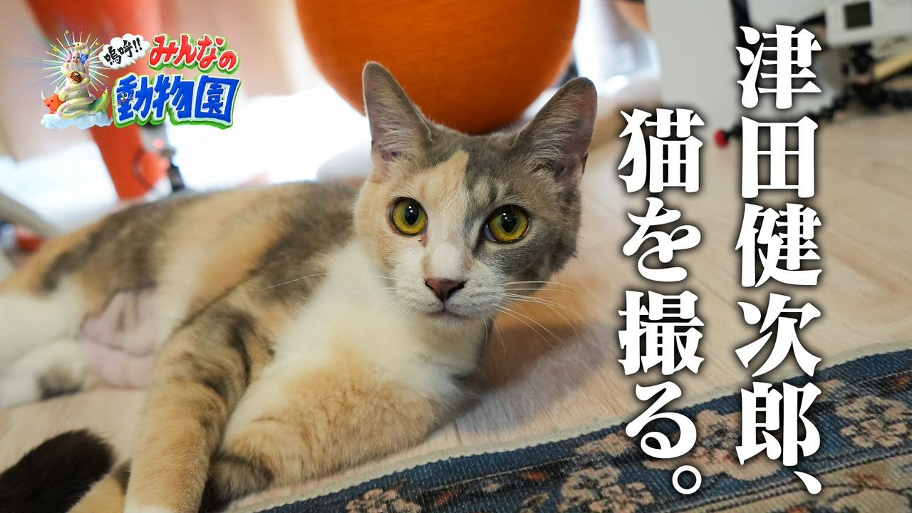 ティモンディ前田×激かわ子猫の人なれに津田健次郎参戦!