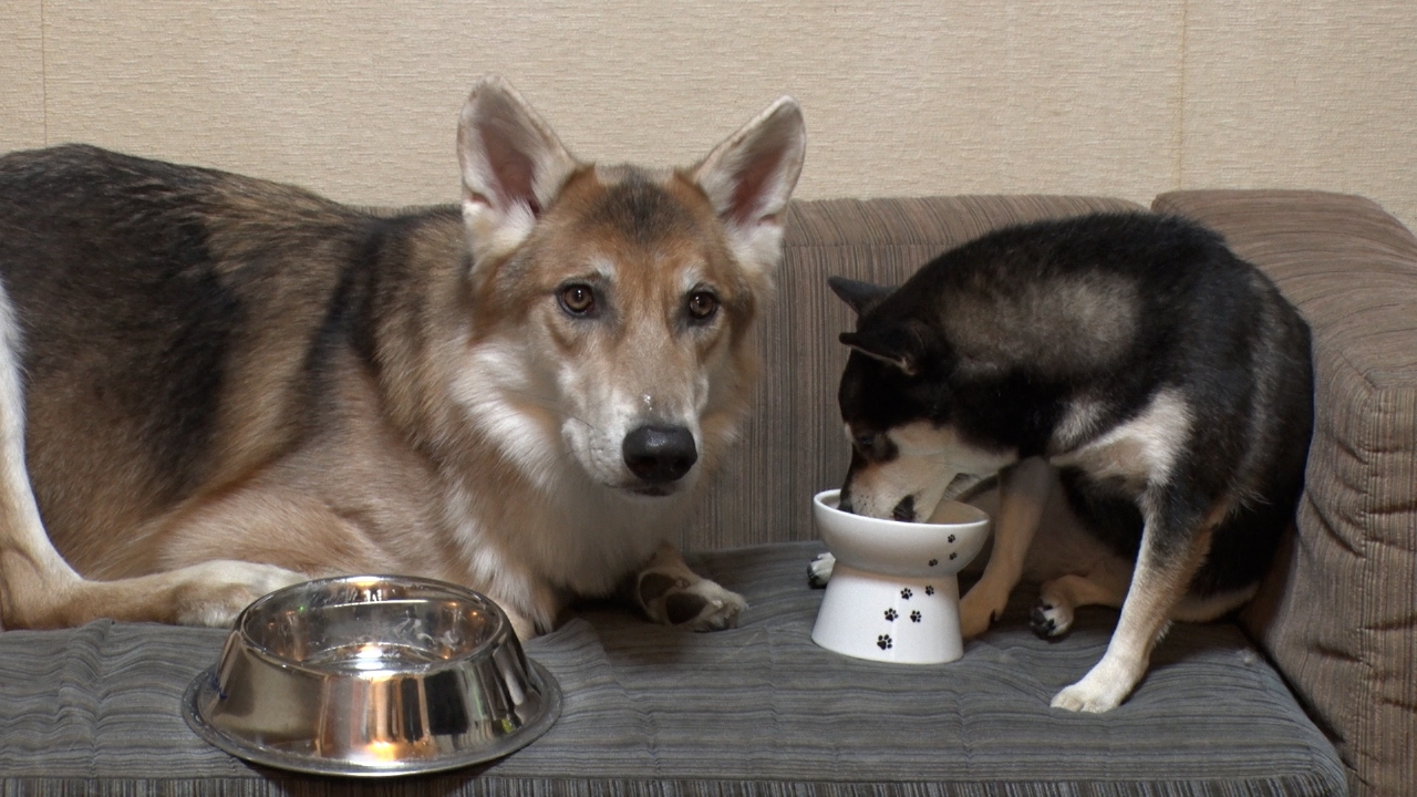 愛犬と楽しむ冬キャンプの魅力とは！超大型犬のワイルドな生活に密着