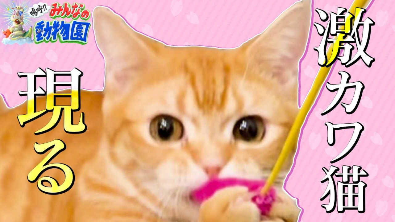 激かわ甘えん坊ニャンズ2連発!青木マッチョ新居で猫を飼う