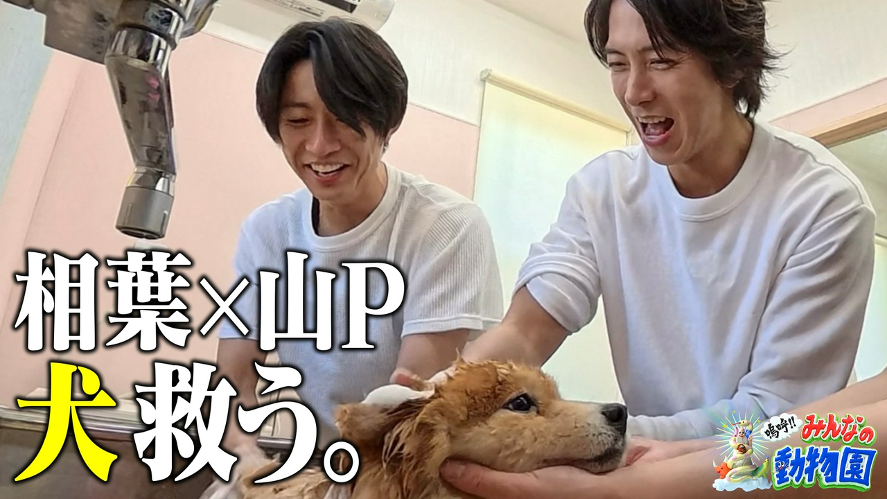子猫ワカメ最終回&多頭飼育の現場に相葉と山P