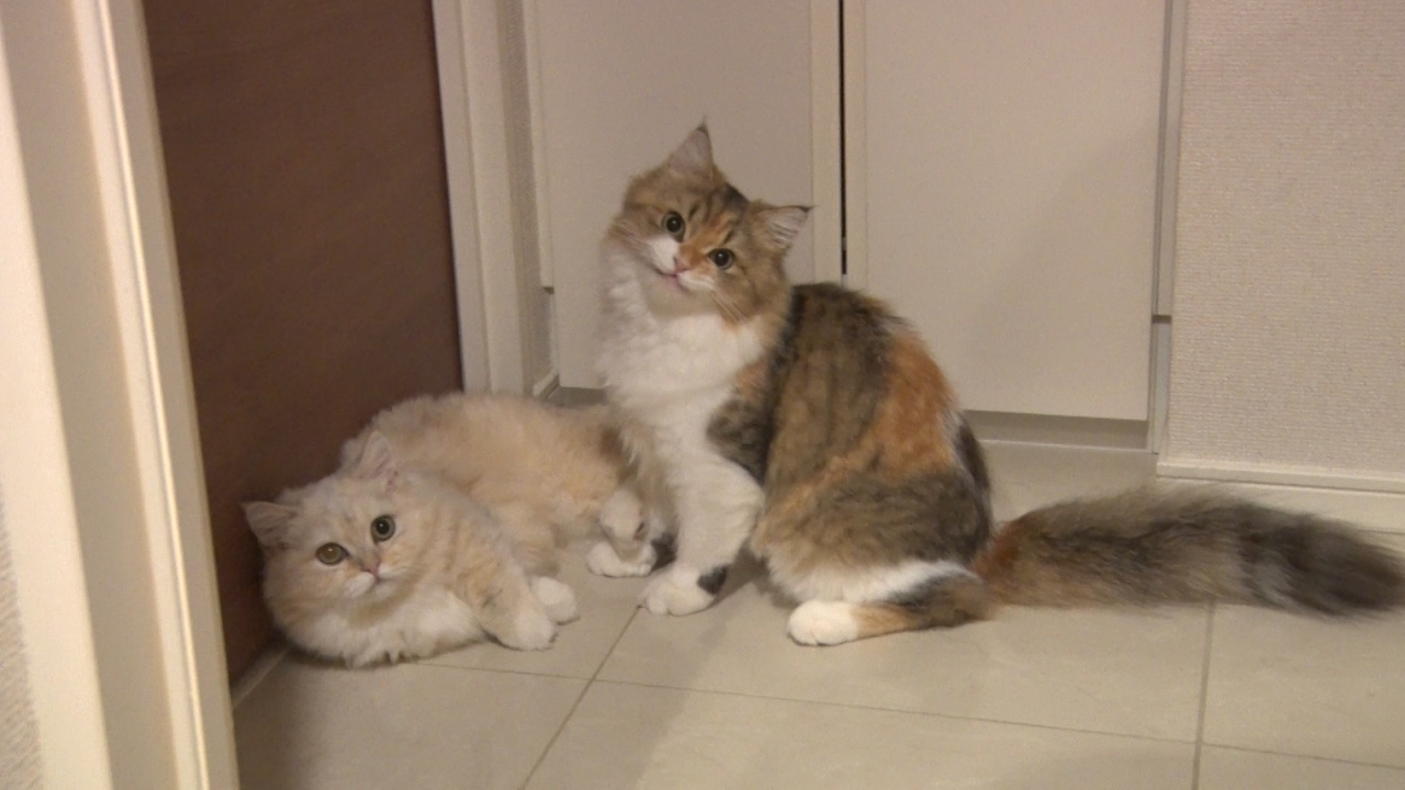 冷蔵庫を開ける超賢い猫が登場！ニャンコが寄り添ってくれる足ツボを体験