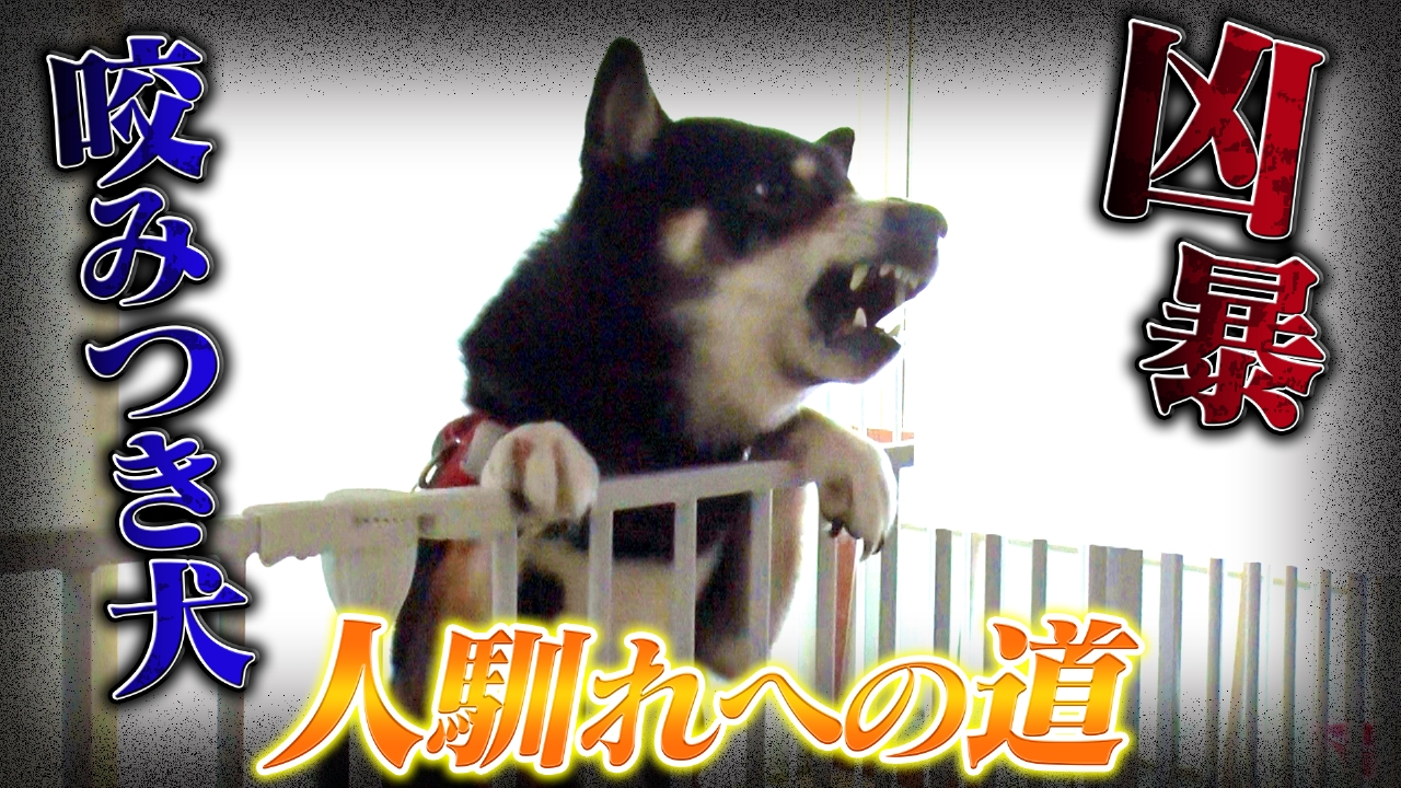 凶暴な咬みつき犬が2日で変身！奇跡の更生施設