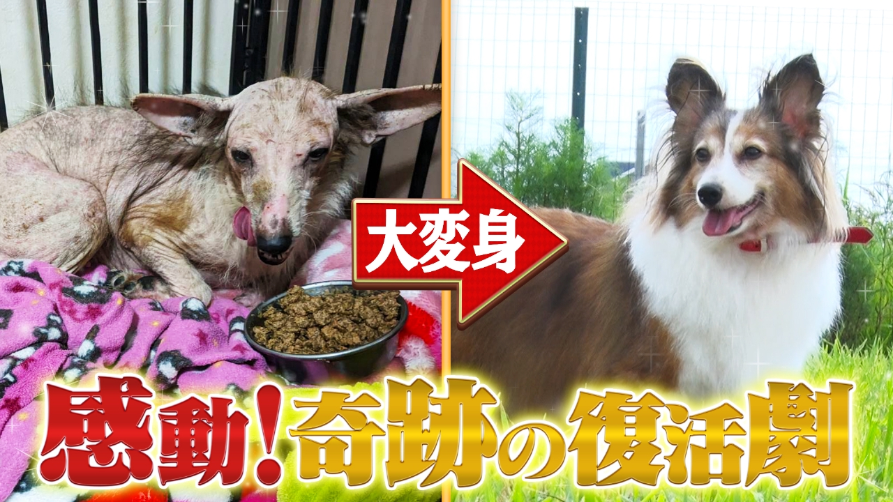 どうぶつ大変身劇場！日本一？超巨大トイプー