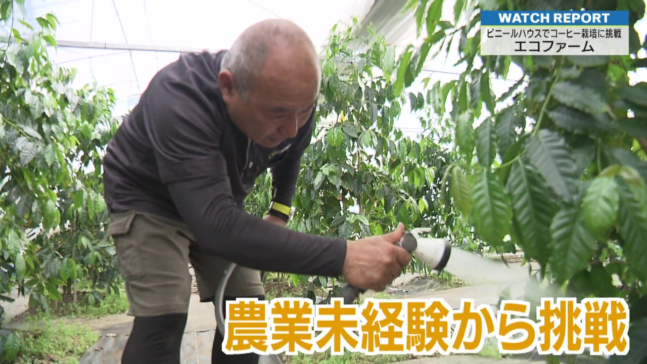 特集「県内でコーヒー栽培に挑戦～エコファーム」