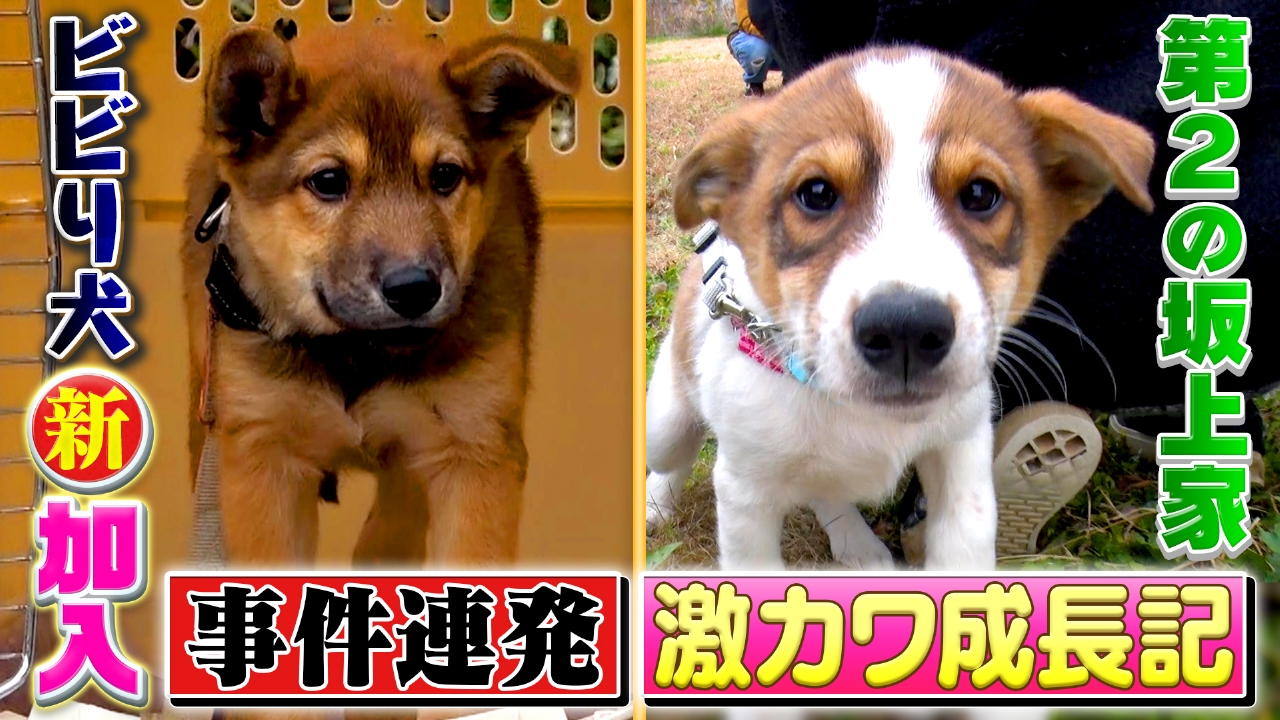 さかがみ家に激カワ新入りワンコが！