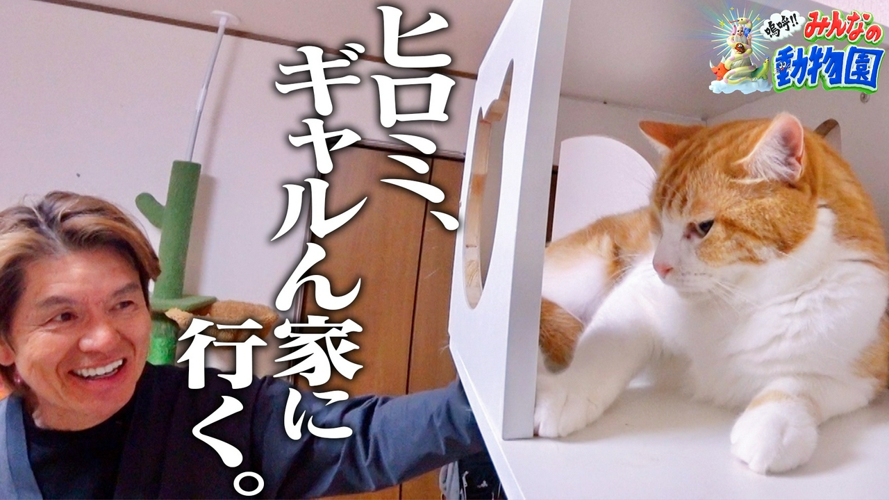 池崎×目が見えない天才猫&みりちゃむ家にヒロミ