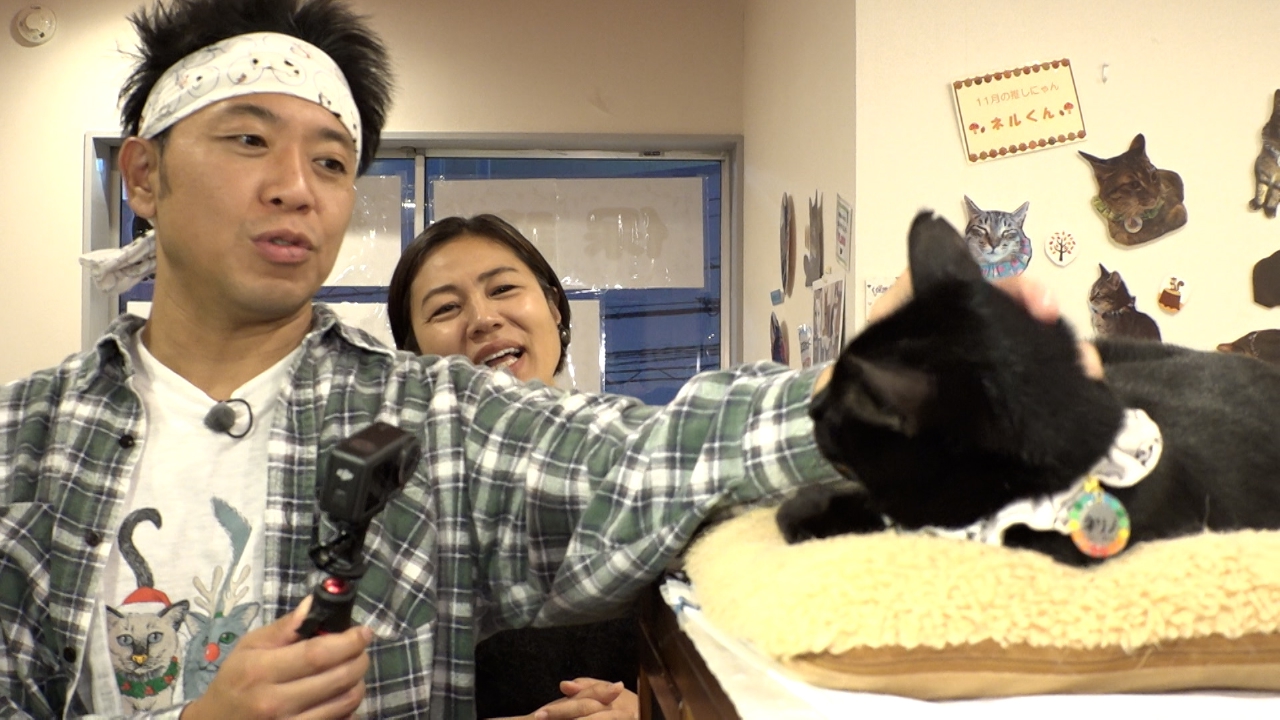 ヨットで日本一周した冒険好きニャンコが登場！佐渡島の地域猫活動に密着