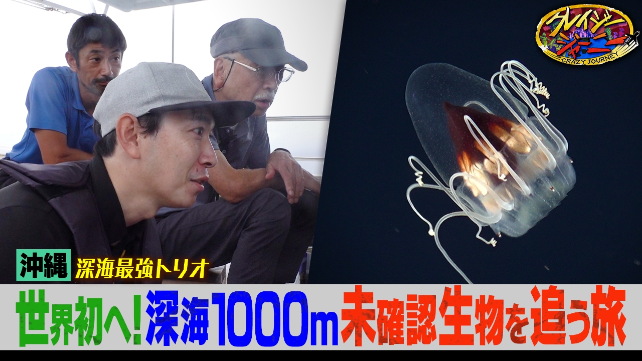 まるでCGの世界★不思議でかわいい沖縄の深海生物