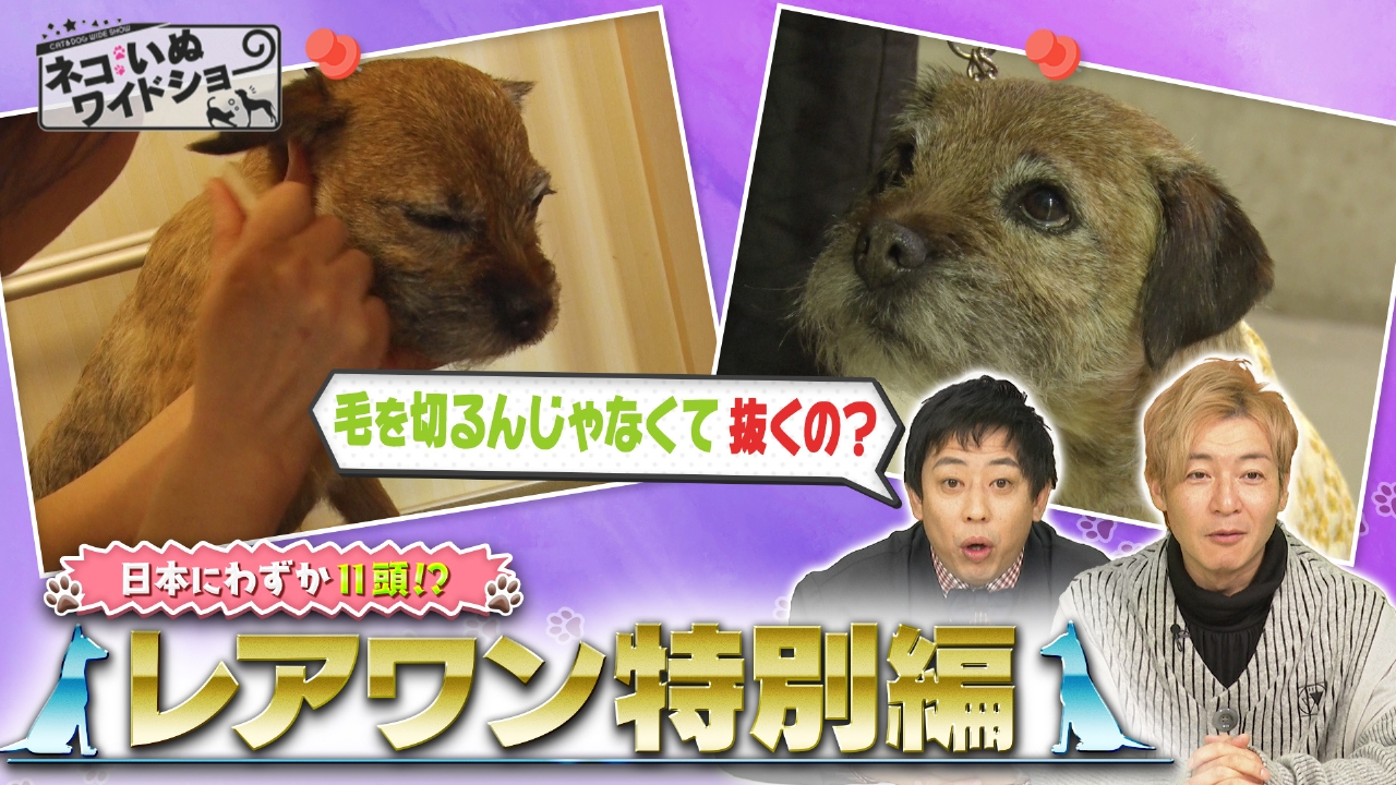 レアワンみ～っけ！日本にわずか11頭の超希少犬/ペット整体・名医も驚愕！驚きの復活術