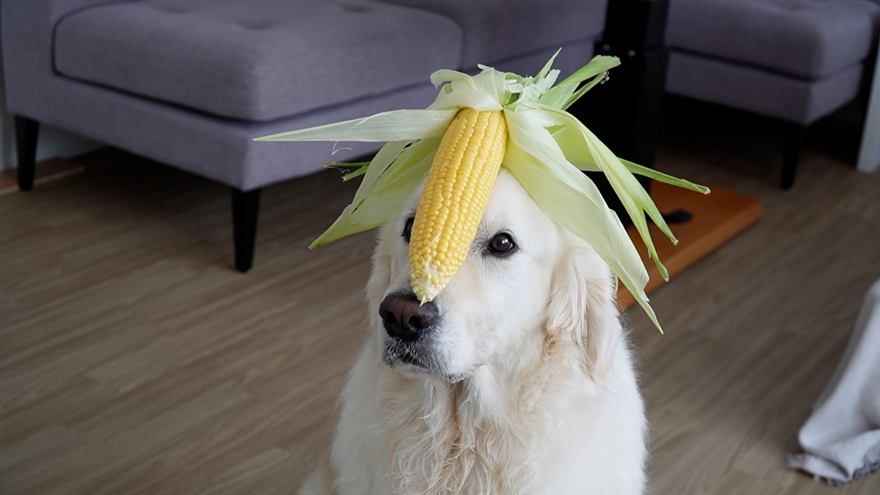 映え写真を撮るワンコに撮影のコツをお伺い！高齢者がシニア犬の里親に