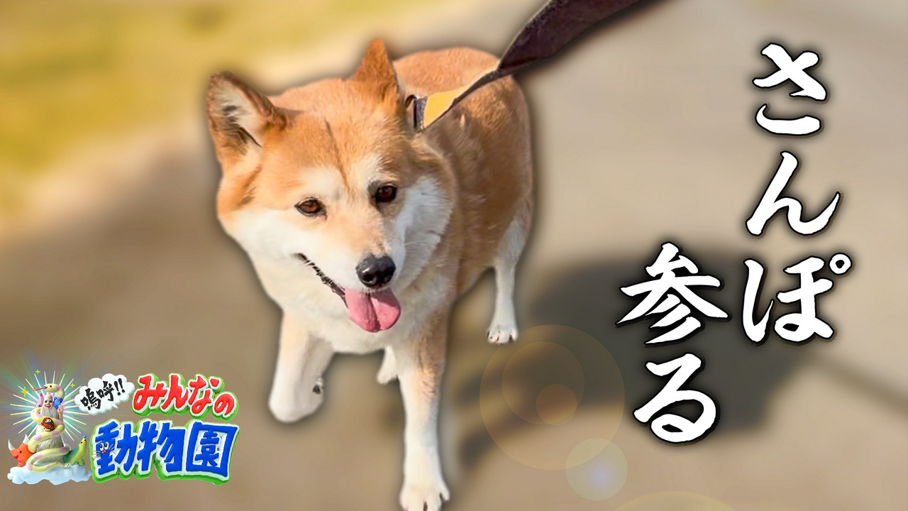 相葉＆ヒロミ＆有働＆宮川トリミング×一茂さんぽ