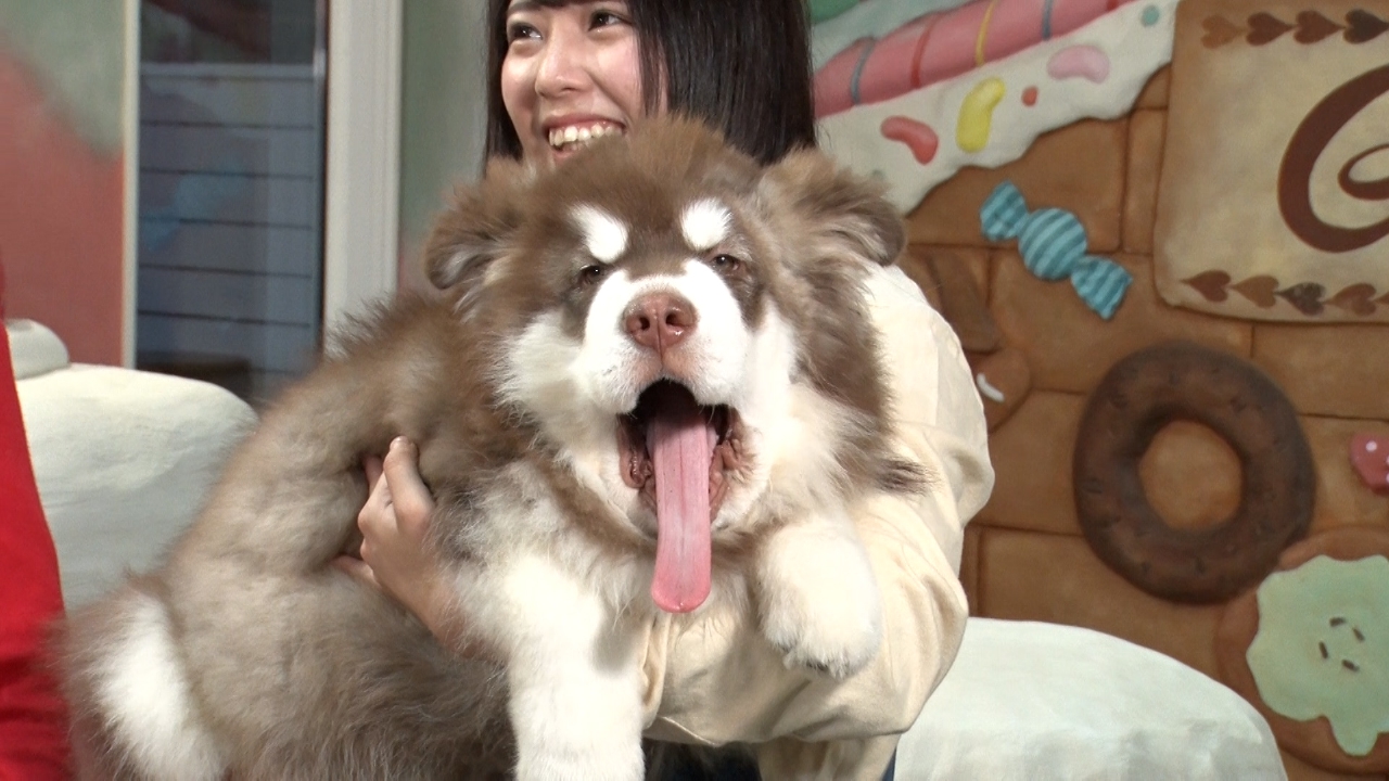 ワンコファーストな大型犬カフェに訪問！可愛すぎる子犬に一同メロメロ