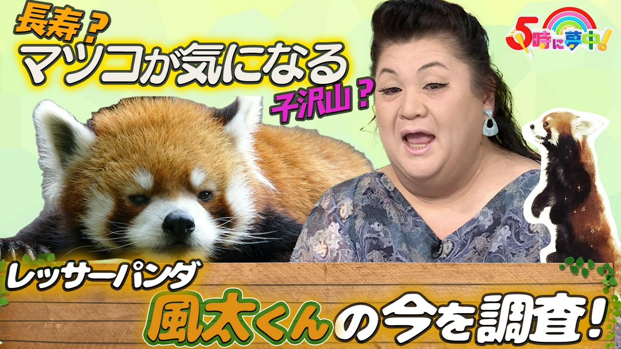 ５時に夢中！▼マツコ気になるレッサーパンダ風太の今を追跡！▼予測不能！ガチャ企画