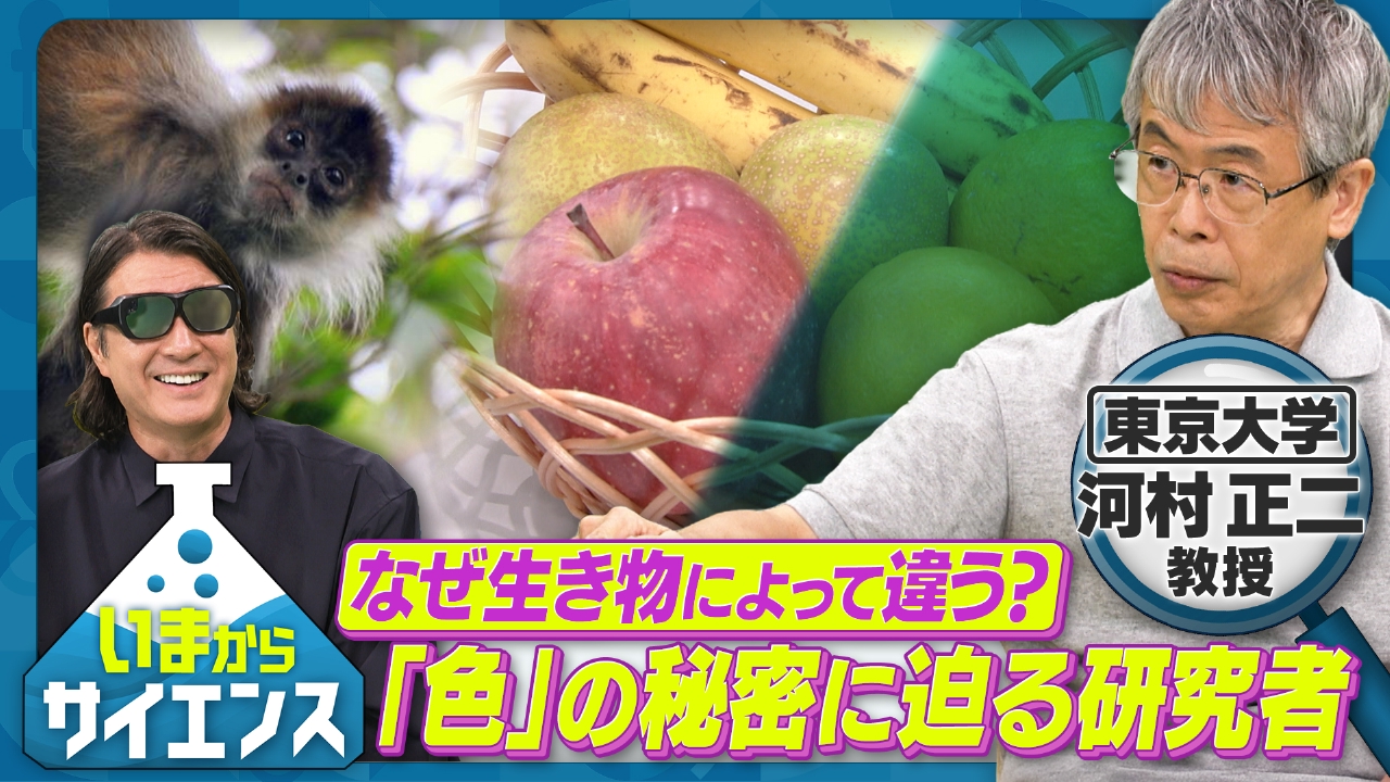 なぜ生き物によって違う？「色」の秘密に迫る研究者