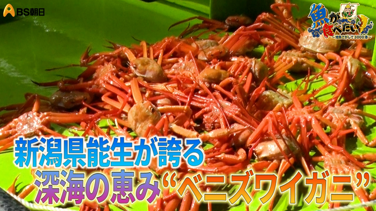 新潟県・長時間のベニズワイガニ漁へ！ぽたぽた感とは!?