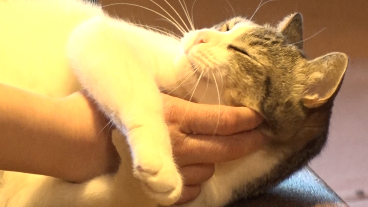 阿佐ヶ谷姉妹が猫だらけの整骨院を訪問！猫好きが集まる老舗音楽喫茶