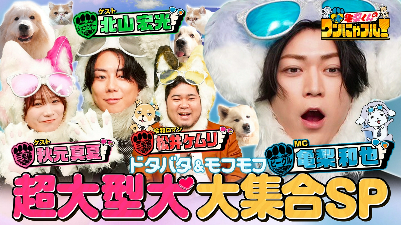 MC：亀梨和也！計250kg！ふわもこピレニーズ一家＆120時間迷子犬