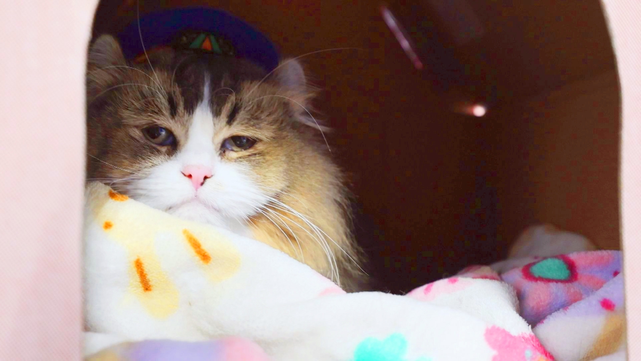 Vol.92　やる気に満ち溢れてるにゃ！