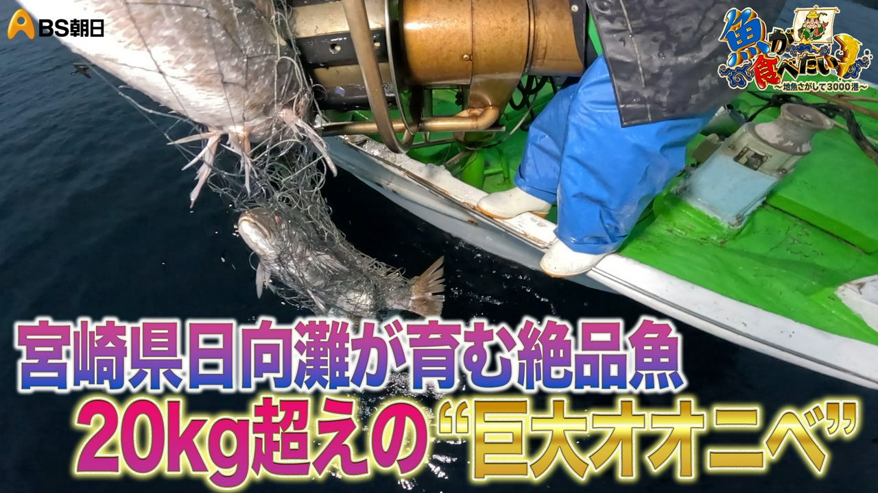 宮崎県の巨大オオニベ、大漁なるか？