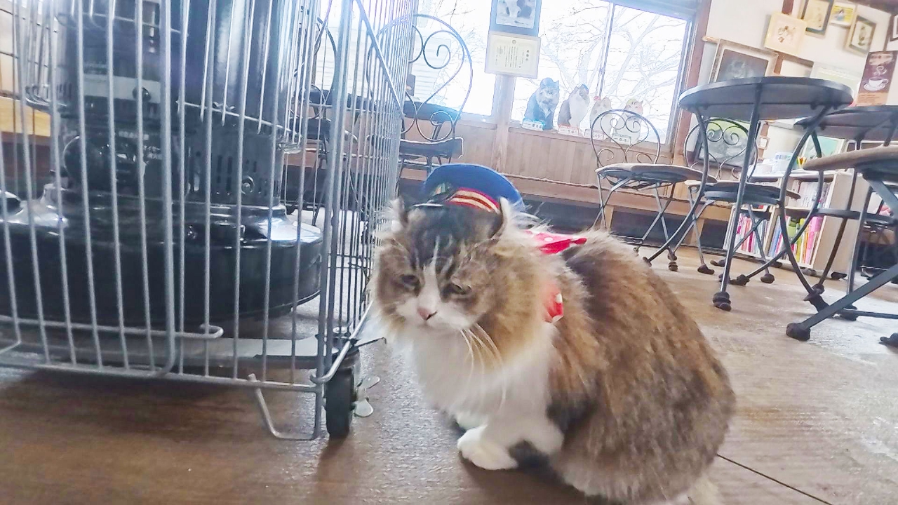 Vol.95　雪の日は確認が大事だにゃ！