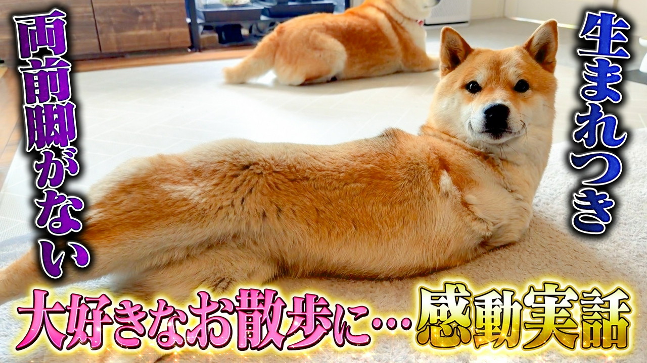 感涙！両前脚のない柴犬と飼い主が起こした奇跡