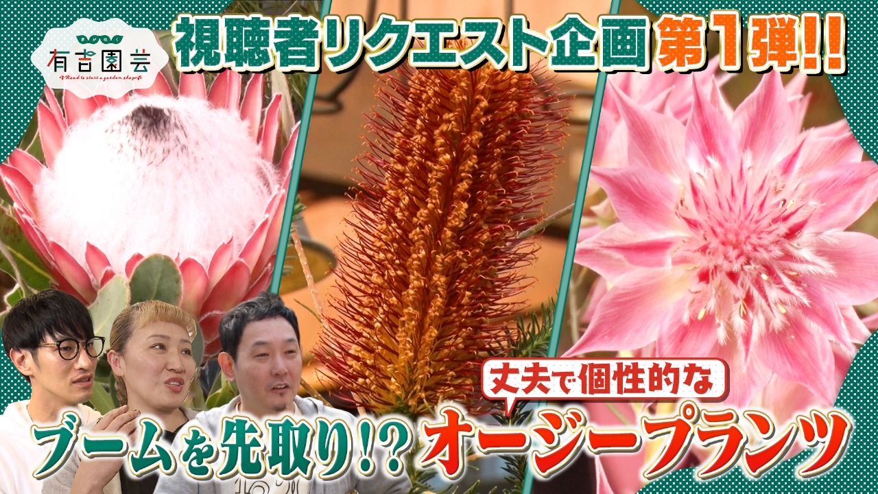 ブームの予感!?オージープランツを徹底調査