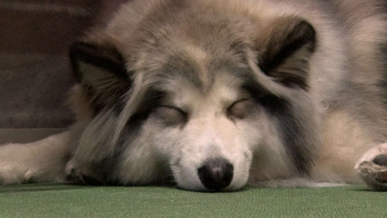 飼い主と愛犬が楽しめるドッグカフェ！大型犬カフェに新メンバー加入
