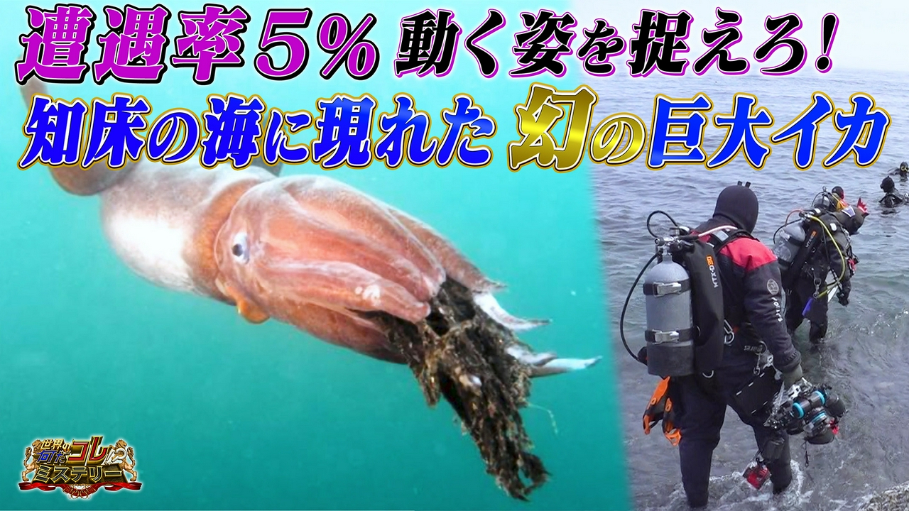 激撮！知床の海に出現「幻の巨大イカ」