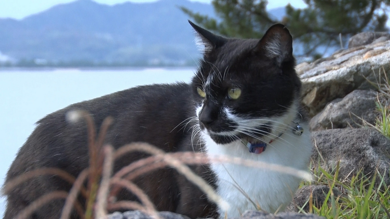 看板猫とお酒が呑めるネコ酒場へ！ドルフィンセンターの看板猫に密着！
