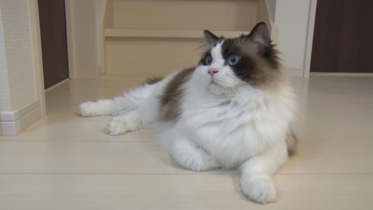 希少猫エジプシャンマウのいる保護猫カフェへ！ほふく前進する猫も登場