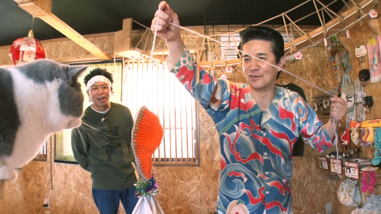 シニア猫にオススメの健康レシピを紹介！ブリティッシュだらけの猫カフェ