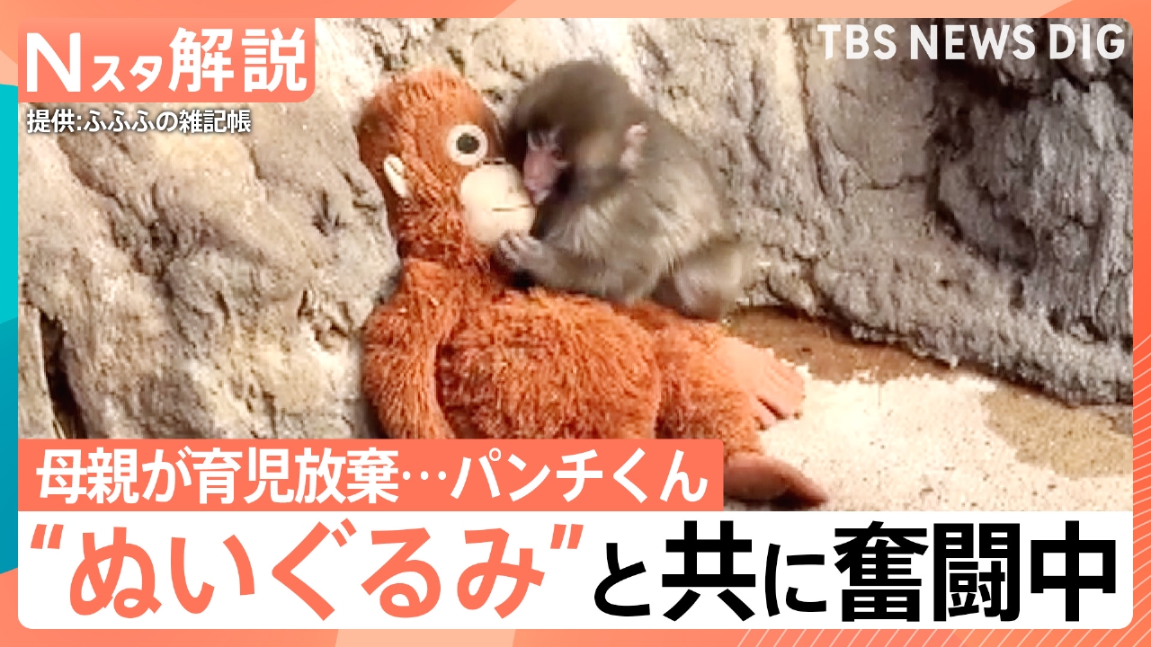 子ザルの「パンチくん」群れの中で奮闘中【Nスタ】
