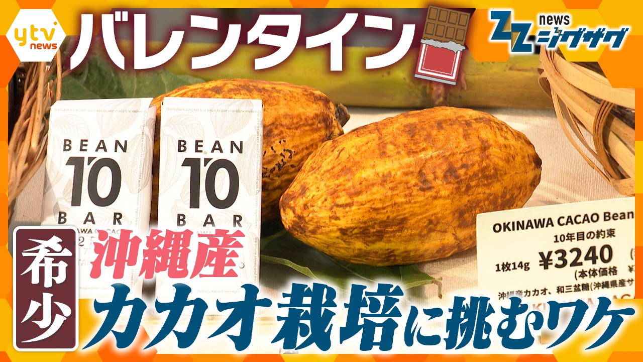 【バレンタイン】なぜ“国産カカオ”？沖縄のチョコレートメーカーがカカオの栽培に挑むワケ